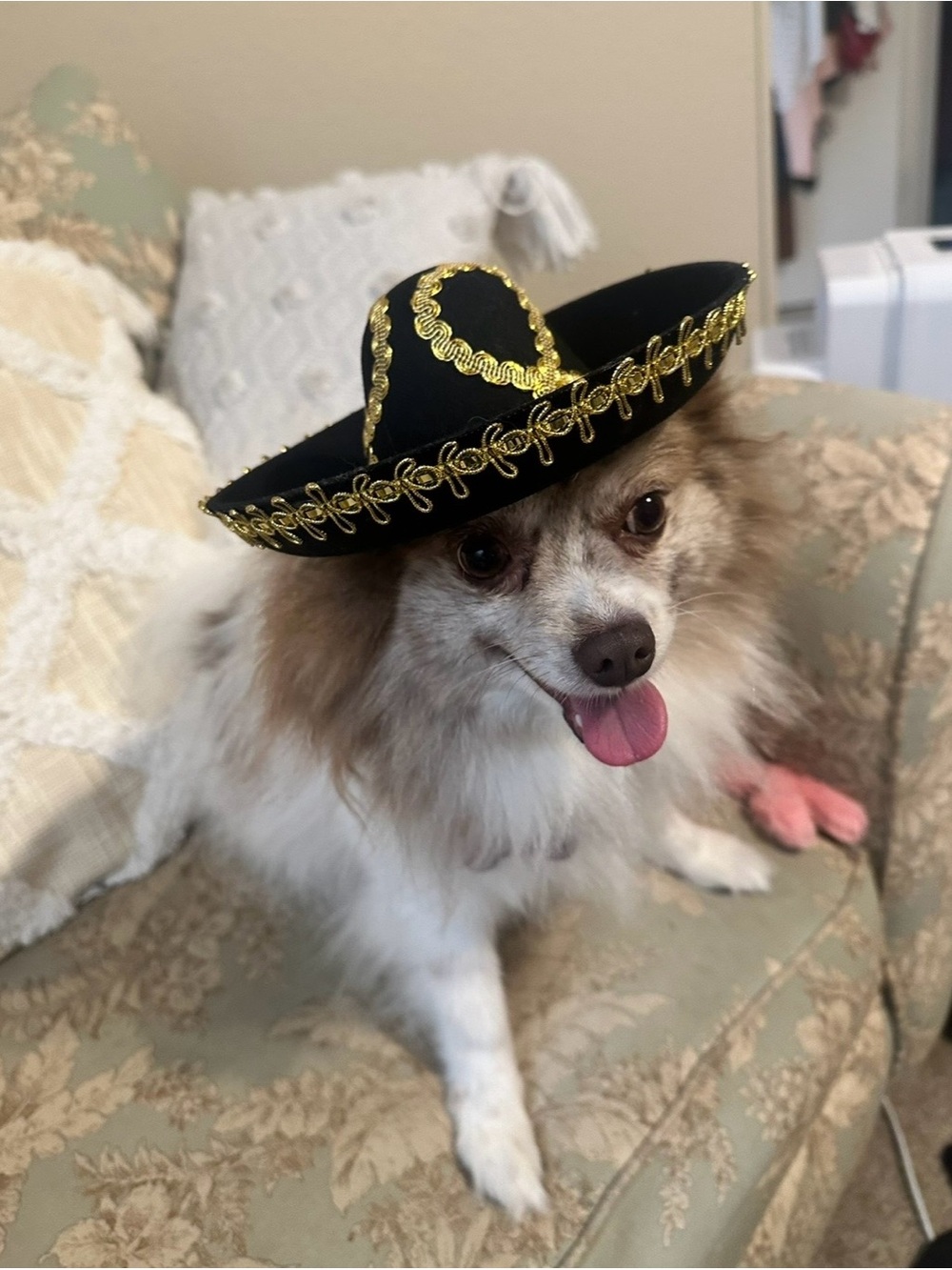 Mexican Sombrero Fiesta Dog Hat Black Gold Mariachi Embroidered